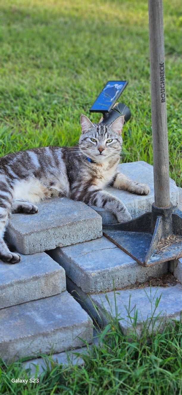 Our Story: Pamper Pets, Not Profits