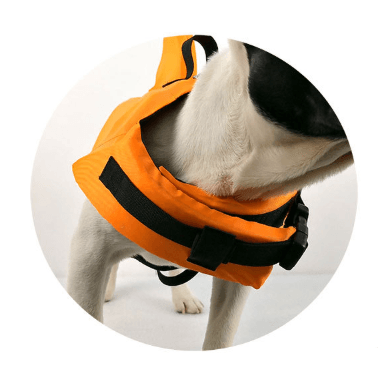 Petfin Swimwear: Stylish And Sporty Life Jacket For Dogs-3