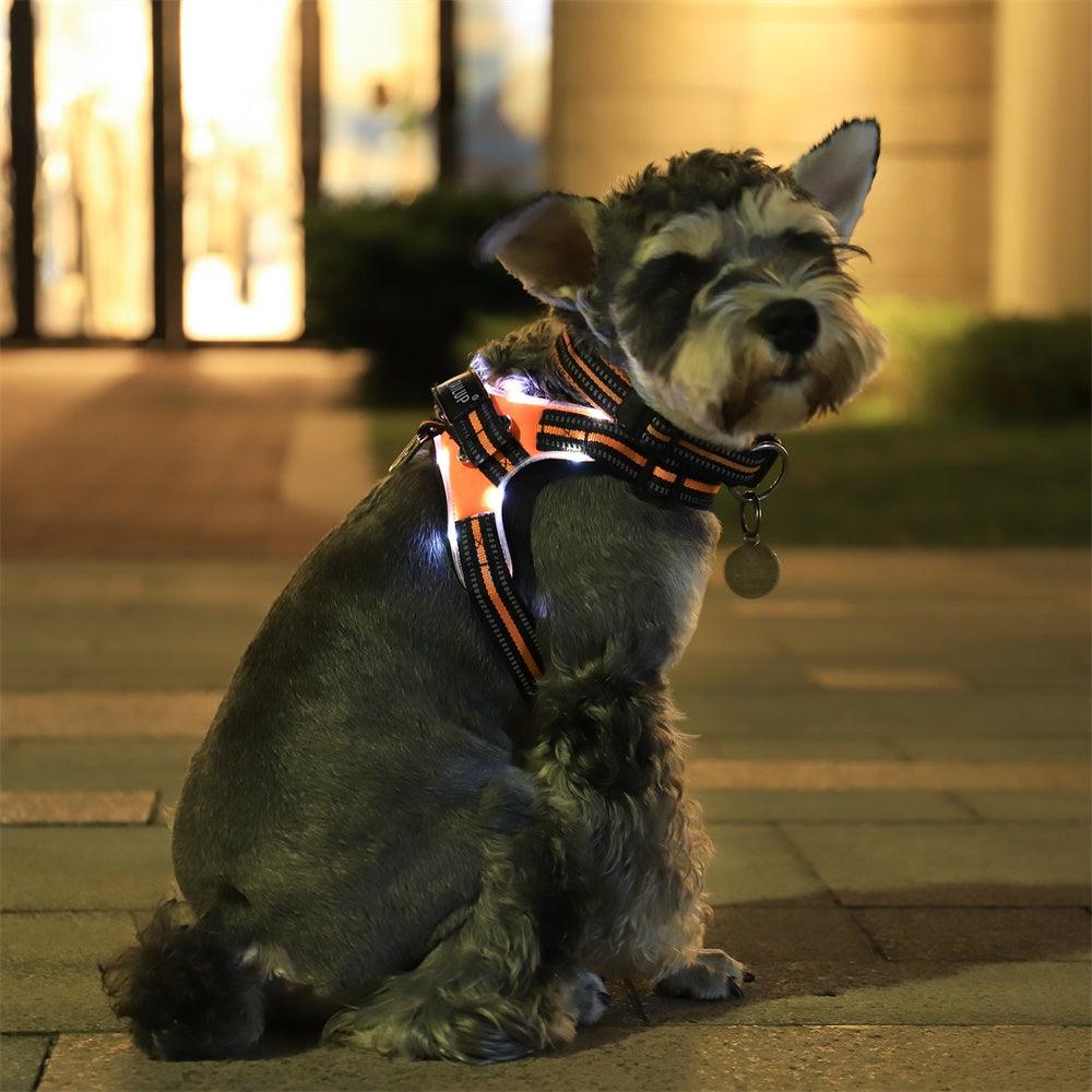 Luminous Canine Collar-2