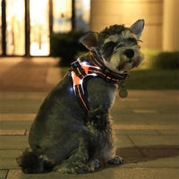 Luminous Canine Collar-2