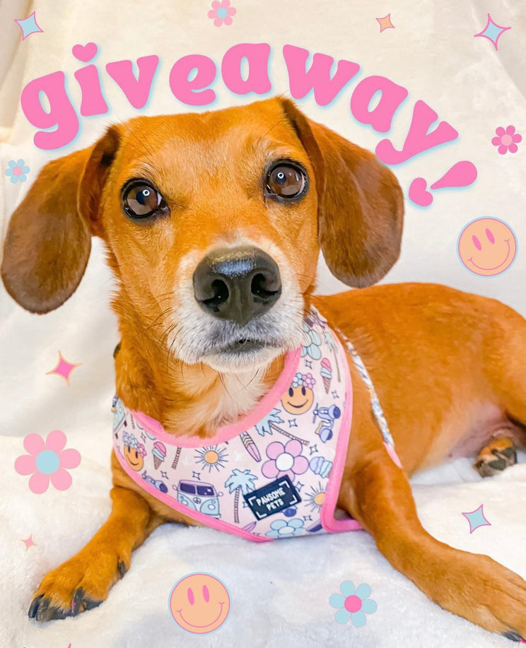 ADJUSTABLE HARNESS - SMILE EVERYDAY