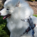 Magnetic Dog Harness