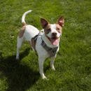 Magnetic Dog Harness