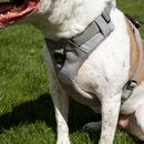 Magnetic Dog Harness