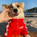 Small Dog Warm Hoodie - Autumn & Winter Clothing