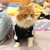 Trendy Dog Clothes - French Bulldog Fashion Collection