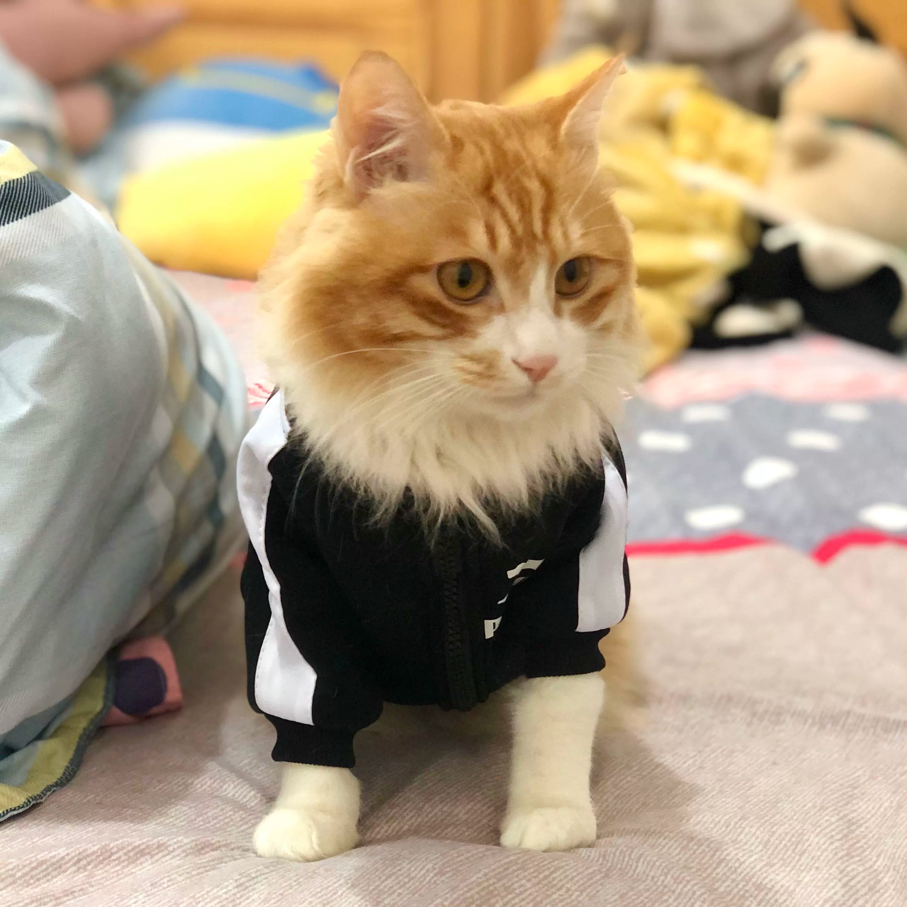 Trendy Dog Clothes - French Bulldog Fashion Collection