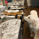 Crinkle No-Stuffing Squeaky Toy