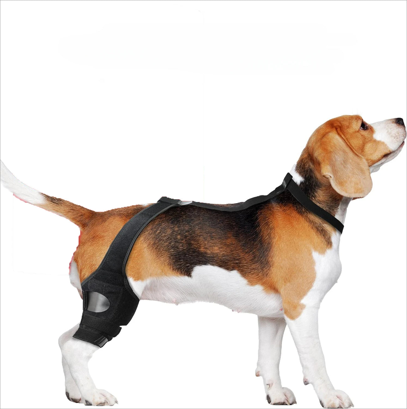 Dog Leg Support Brace - Help Your Dog Walk Comfortably Again