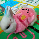 Teacup Dog Sweater - Cute Print Design for Tiny Dogs