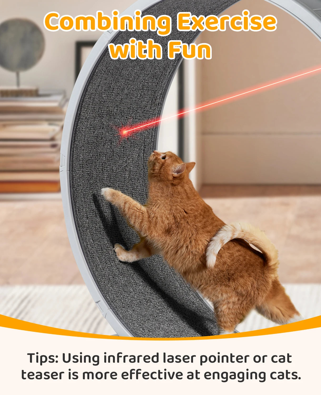 31-Inch Cat Exercise Wheel
