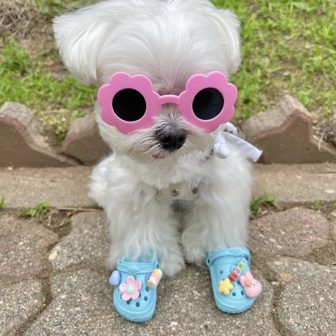 🏖️ Trendy Pet Beach Shoes - Instagram-Worthy Breathable Paradise with DIY Charm