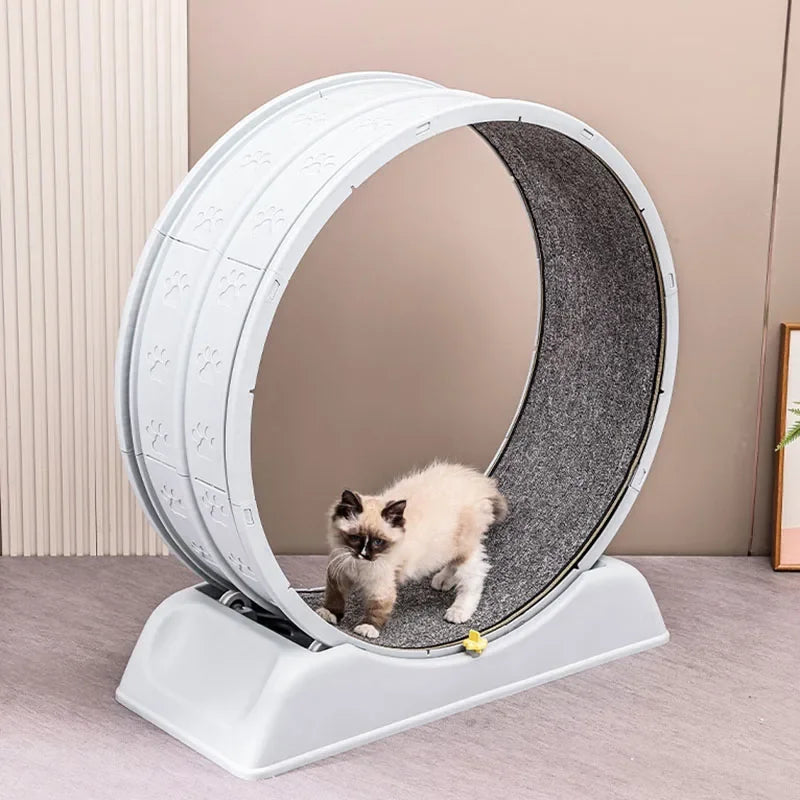 Large Exercise Wheel for Active Cats