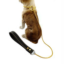 Professional Stainless Training Chain by Tail chasers