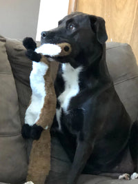 Crinkle No-Stuffing Squeaky Toy