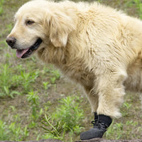 No-Fall-Off Summer Dog Shoes