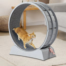 31-Inch Cat Exercise Wheel