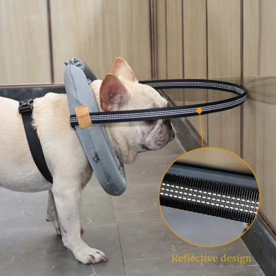 Blind Dog Safety Collar by Tail chasers