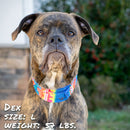 Bedouin Paws Pup Scruff-4