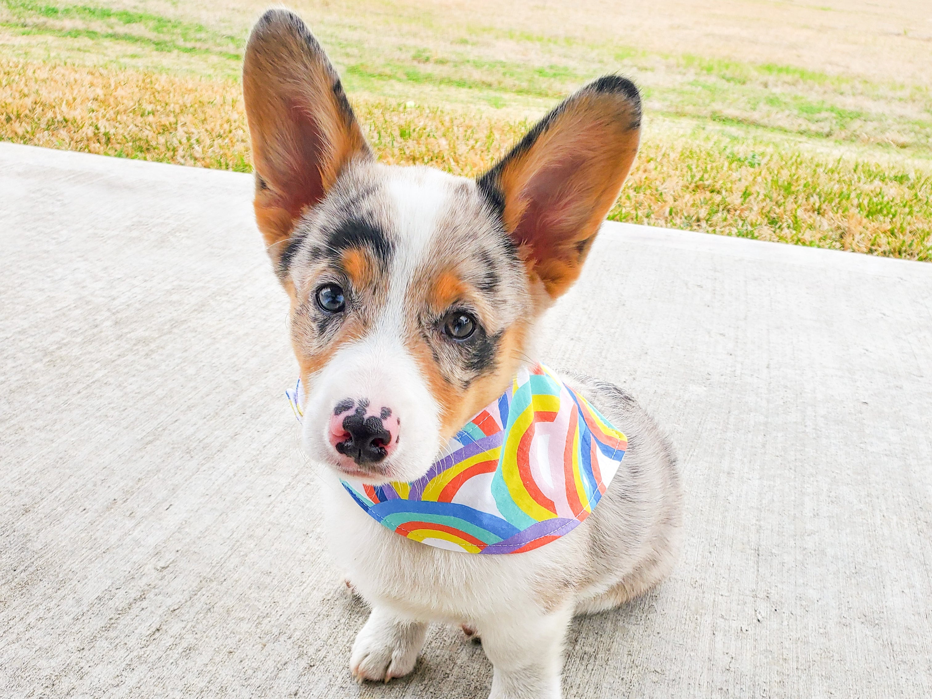 "Kiss Me" Dog Bandana
