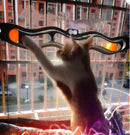 Windowsill Pets Toy Cat Track Ball Pet Products-2