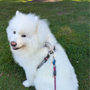 Magnetic Dog Harness