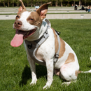Magnetic Dog Harness