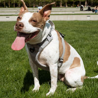 Magnetic Dog Harness