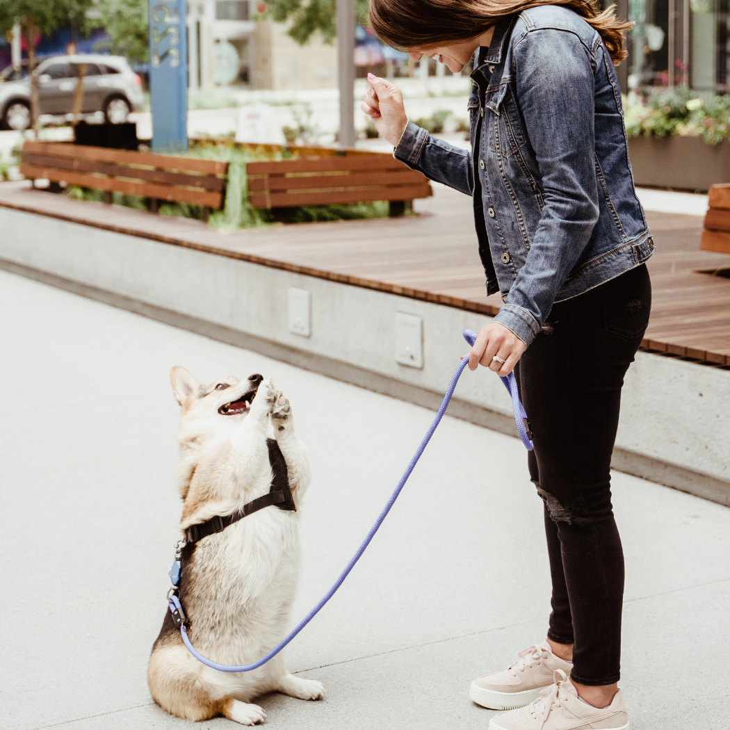 Patented Magnetic Dog Leash