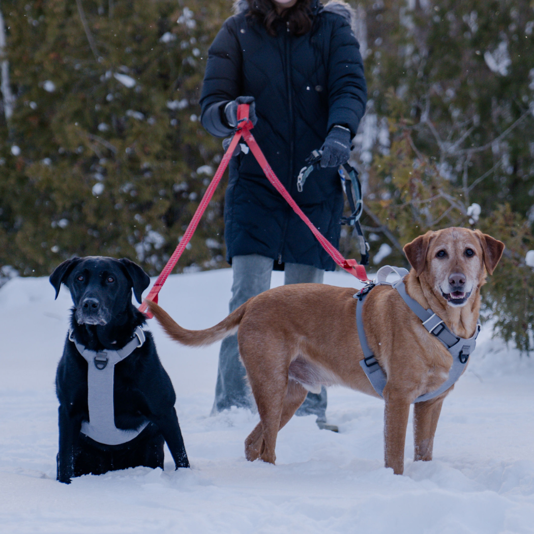 Magnetic Dog Harness